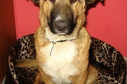 NODI-5-6 miesięczny misiu,adopcja!!,  świętokrzyskie Kielce