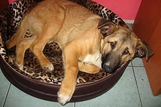 NODI-5-6 miesięczny misiu,adopcja!!,  świętokrzysk
