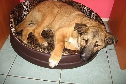 NODI-5-6 miesięczny misiu,adopcja!!,  świętokrzysk