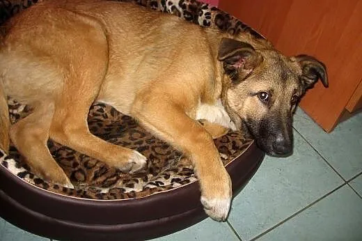 NODI-5-6 miesięczny misiu,adopcja!!,  świętokrzysk