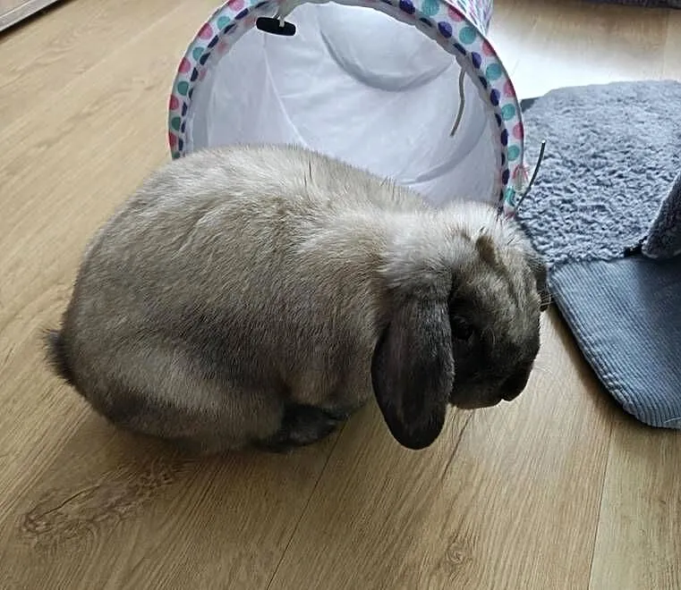 Króliczek mini lop, Śląskie, Żywiec