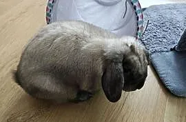 Króliczek mini lop