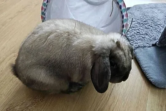 Króliczek mini lop, Śląskie, Żywiec