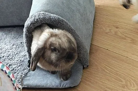 Króliczek mini lop, Śląskie, Żywiec