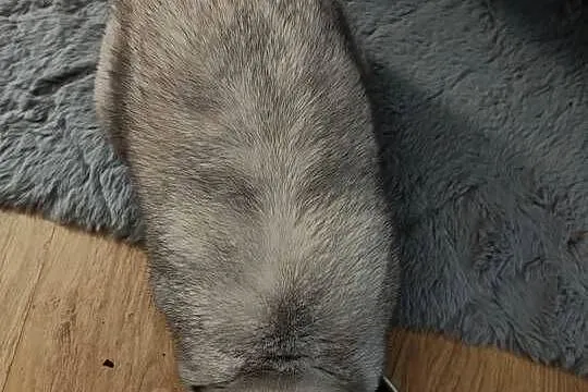 Króliczek mini lop, Śląskie, Żywiec