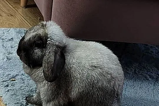 Króliczek mini lop, Śląskie, Żywiec