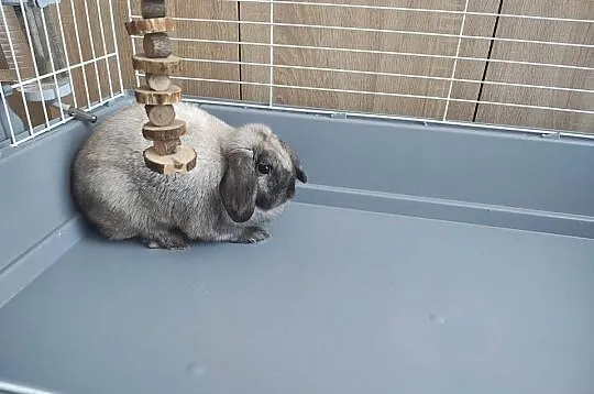Króliczek mini lop, Śląskie, Żywiec