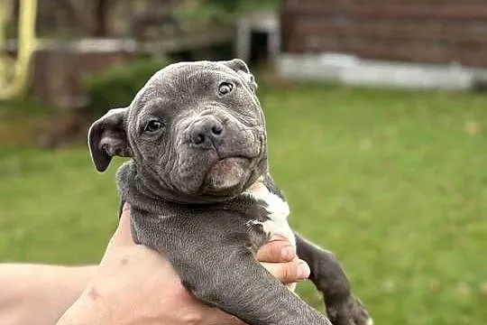 Amstaff, Świętokrzyskie, Kielce