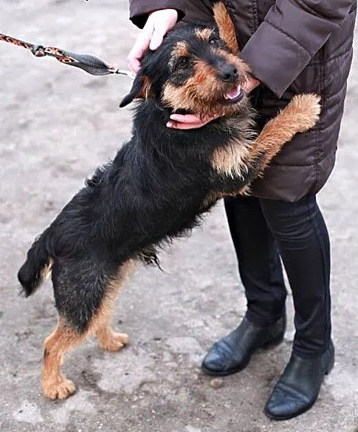 Bercik - mega pozytywny psiak , mix terierek, maz