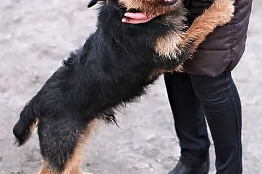Bercik - mega pozytywny psiak , mix terierek,  maz
