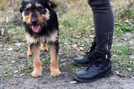 Bercik - mega pozytywny psiak , mix terierek,  maz