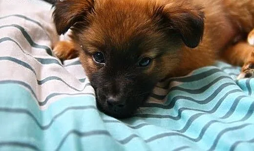 GUCIO malutkie psie szczęście :-) do adopcji!!!,