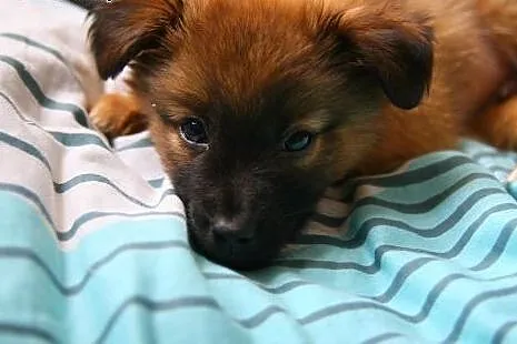 GUCIO malutkie psie szczęście :-) do adopcji!!!, mazowieckie Warszawa