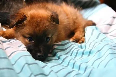 GUCIO malutkie psie szczęście :-) do adopcji!!!,  