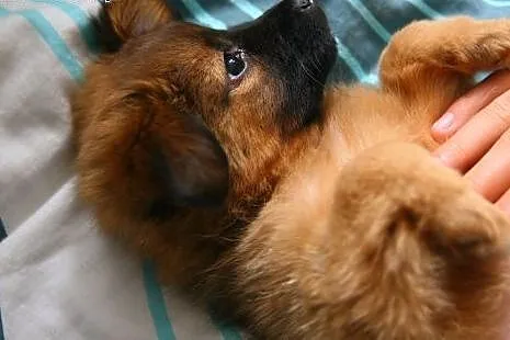 GUCIO malutkie psie szczęście :-) do adopcji!!!,  