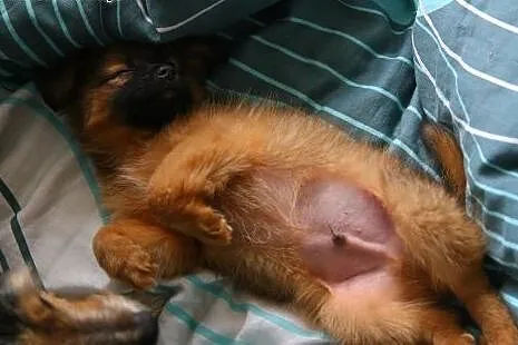 GUCIO malutkie psie szczęście :-) do adopcji!!!,  
