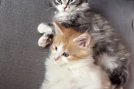 Kocur/Kotka Maine Coon