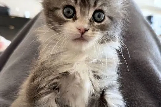 Kocur/Kotka Maine Coon, Pomorskie, Starogard Gdański