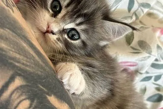 Kocur/Kotka Maine Coon, Pomorskie, Starogard Gdański