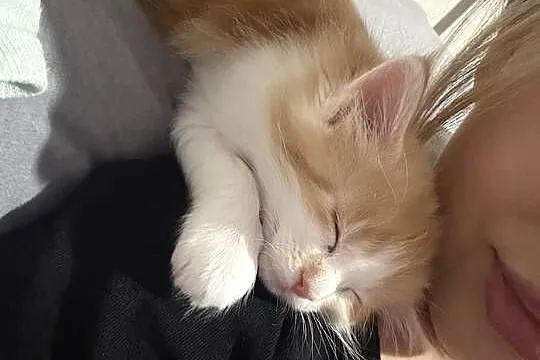 Kocur/Kotka Maine Coon, Pomorskie, Starogard Gdański