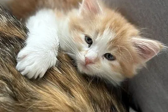 Kocur/Kotka Maine Coon, Pomorskie, Starogard Gdański