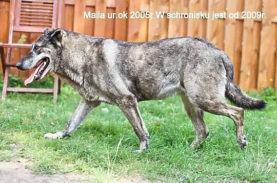 Maila, wspaniała, niekonfliktowa babcia - zabierz 
