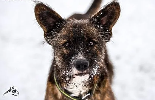 Piękna Londi poleca sie do adopcji, śląskie Gliwi