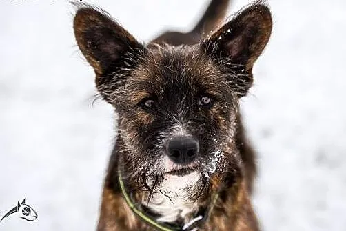 Piękna Londi poleca sie do adopcji,  śląskie Gliwi