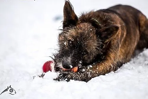 Piękna Londi poleca sie do adopcji,  śląskie Gliwi