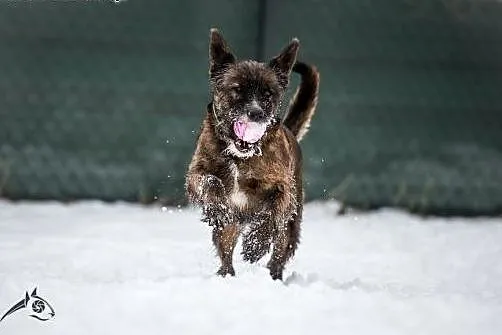 Piękna Londi poleca sie do adopcji,  śląskie Gliwi