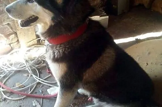 Niechciany, kochający ludzi malamut Edek szuka dom