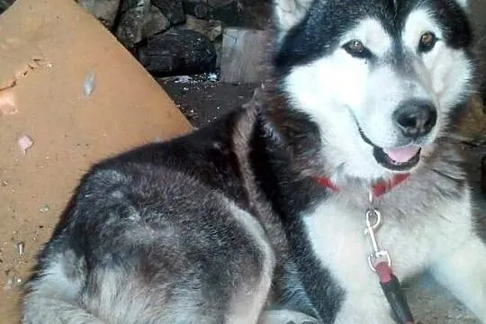 Niechciany, kochający ludzi malamut Edek szuka dom