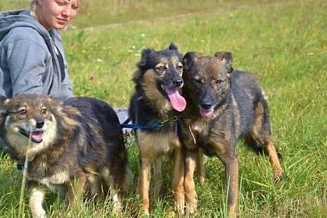 Dwie nierozłączne sunie Megan i Neska marzą o wspó