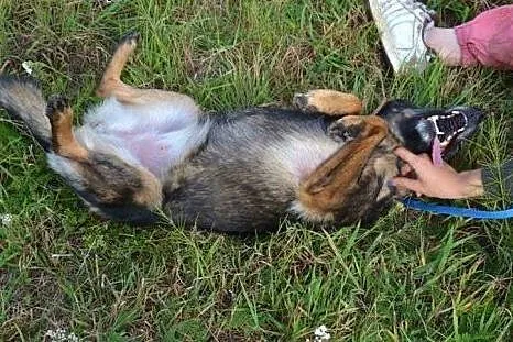 Dwie nierozłączne sunie Megan i Neska marzą o wspó