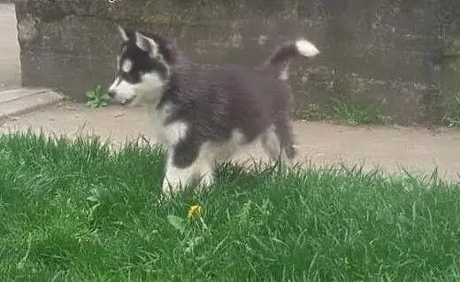 Szczenięta Siberian Husky, Husky cała Polska