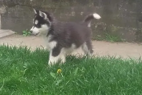 Szczenięta Siberian Husky, Husky cała Polska