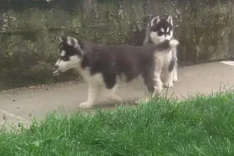 Szczenięta Siberian Husky,  Husky cała Polska