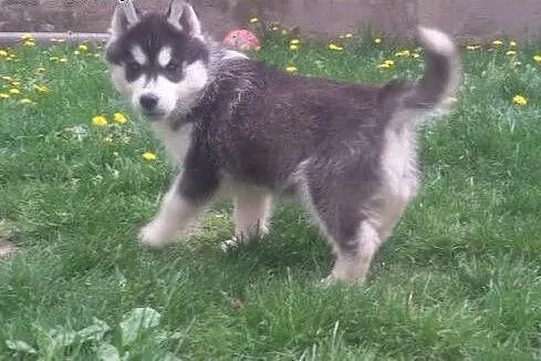Szczenięta Siberian Husky,  Husky cała Polska