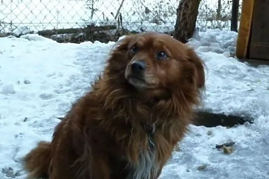 szukasz puszystego przyjaciela - Puszek wyrzucony z samochodu czeka