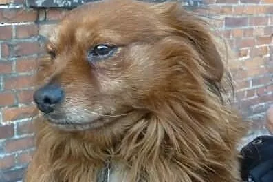Szukasz puszystego przyjaciela - Puszek wyrzucony 