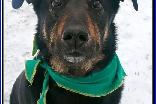 Aaaaaaaa Dyzio ciągle czeka na dom!,  mazowieckie 