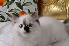 Ragdoll i Wrocław rodowód FPL