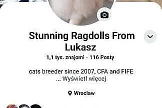 Ragdoll i Wrocław rodowód FPL, Dolnośląskie