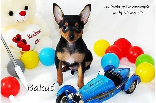 Mini Piesek BAKUŚ Ratlerek /sarenka Pinczer miniaturowy +Rodowód Do Odbioru