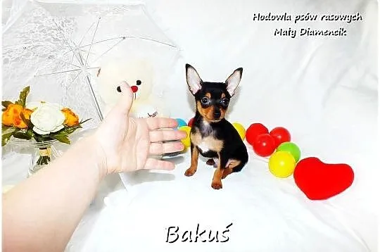 Mini Piesek BAKUŚ Ratlerek /sarenka Pinczer miniaturowy +Rodowód Do Odbioru, Lubuskie, Żary