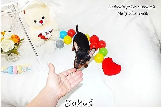 Mini Piesek BAKUŚ Ratlerek /sarenka Pinczer miniaturowy +Rodowód Do Odbioru, Lubuskie, Żary