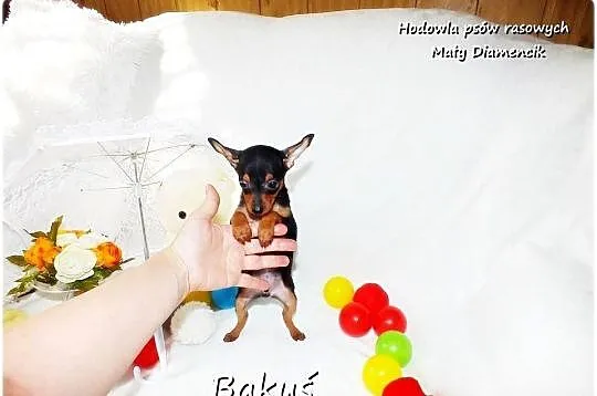 Mini Piesek BAKUŚ Ratlerek /sarenka Pinczer miniaturowy +Rodowód Do Odbioru, Lubuskie, Żary