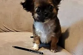 Śliczny Chihuahua