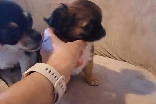 Śliczny Chihuahua, Wielkopolskie, Konin