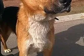 Jestem Bruno, pomóż mi znaleźć dom.,  śląskie Zawi